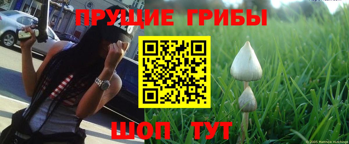 Заволжье  Галлюциногенные грибы Psilocybine cubensis  Вход с VPN  Псилоцибиновые грибы Magic Shrooms 